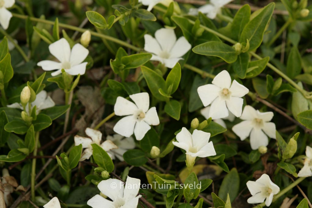 Vinca minor ‘Elisa’