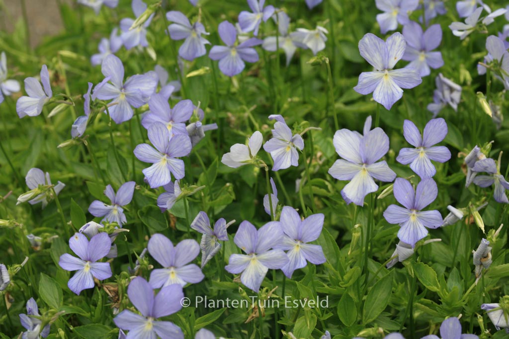 Viola ‘Boughton Blue’