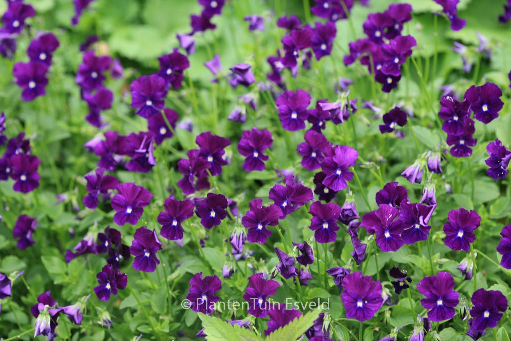 Viola ‘Roem van Aalsmeer’