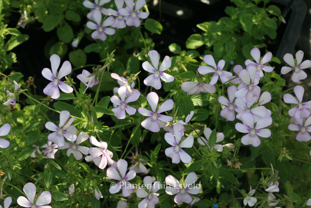 Viola ‘Victoria’s Blush’