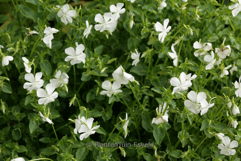 Viola cornuta ‘Wisley White’