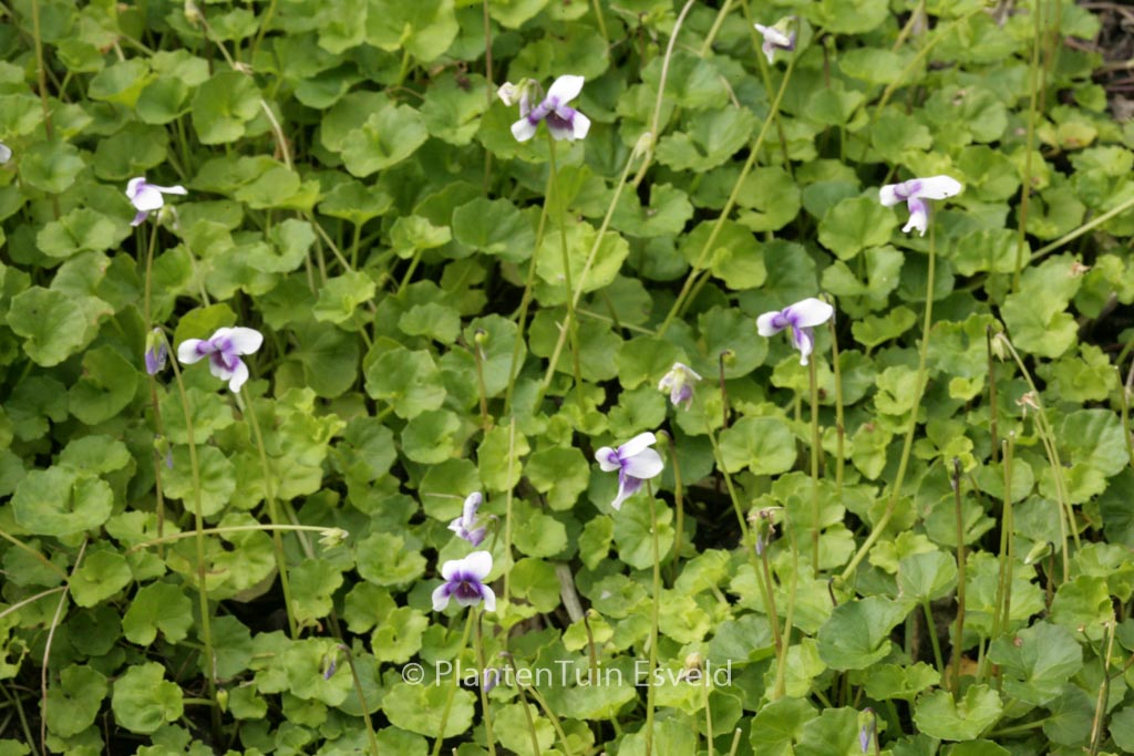 Viola hederacea