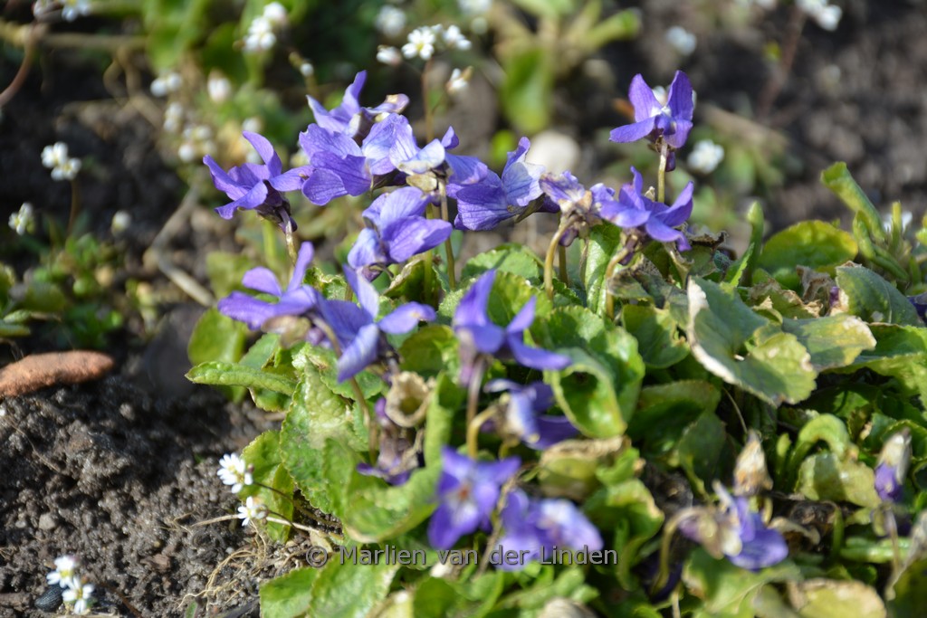 Viola odorata ‘Koenigin Charlotte’