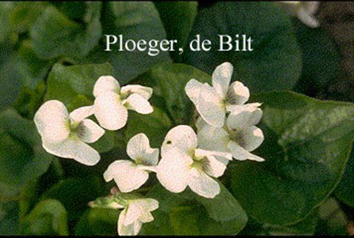 Viola sororia ‘Albiflora’