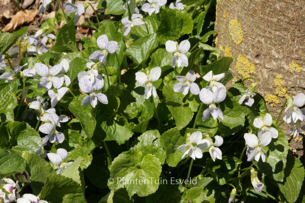 Viola sororia ‘Freckles’