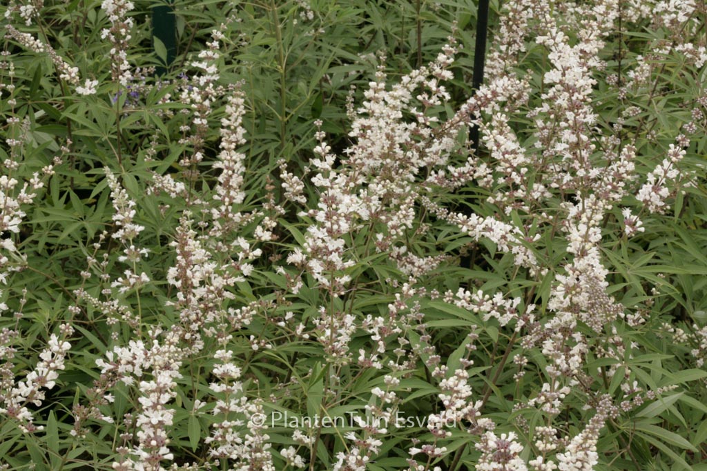 Vitex agnus-castus ‘Albus’