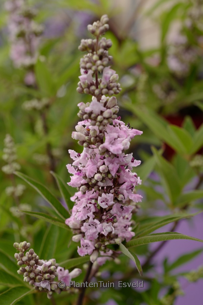 Vitex agnus-castus ‘Pink Pinnacle’