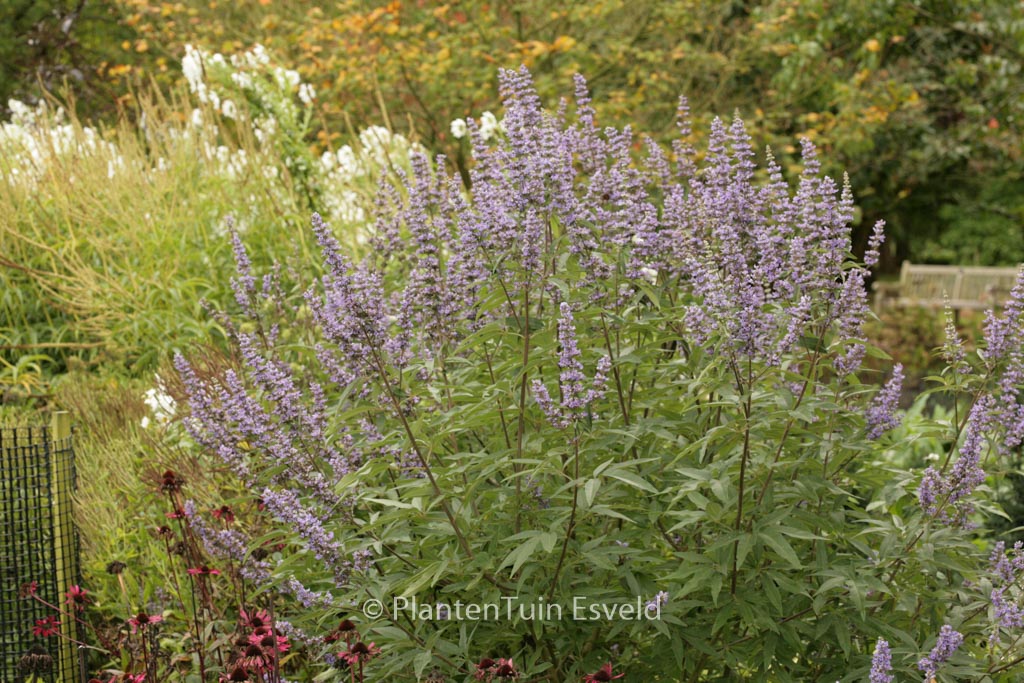 Vitex agnus-castus