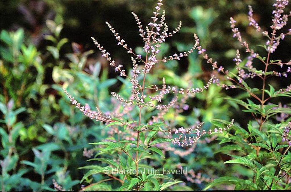 Vitex negundo ‘Heterophylla’