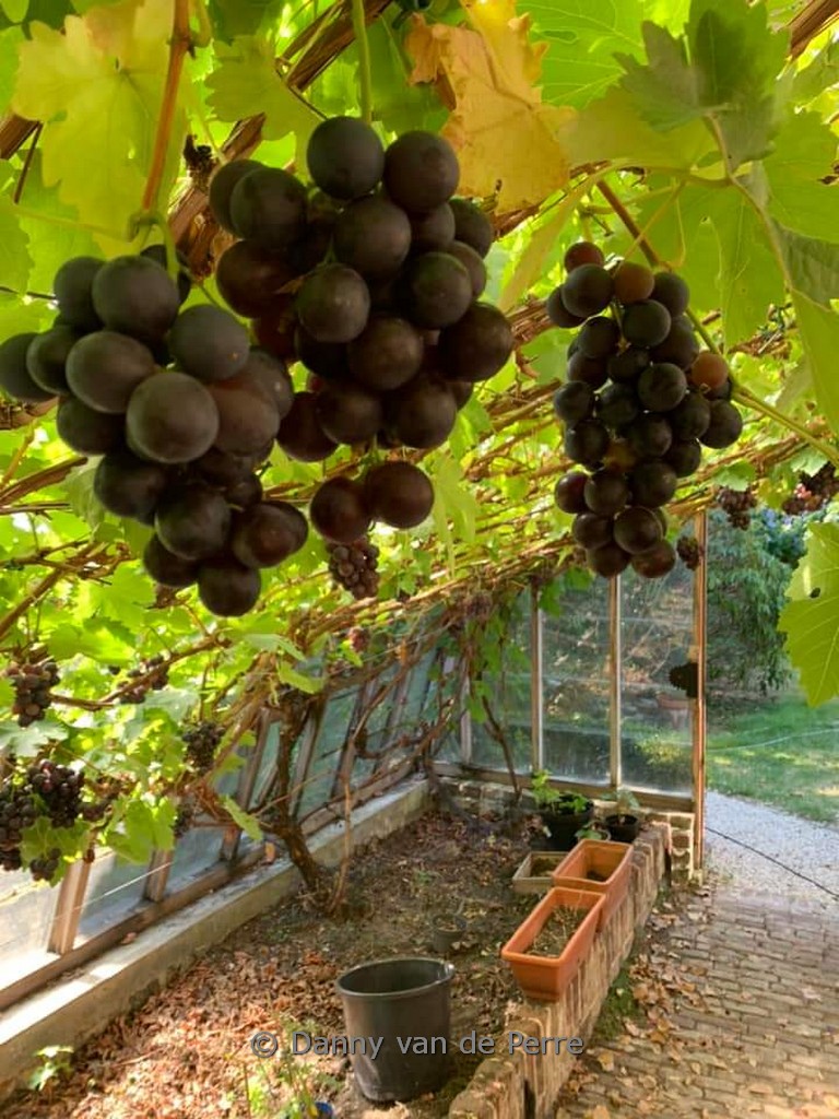 Vitis ‘Frankenthaler’