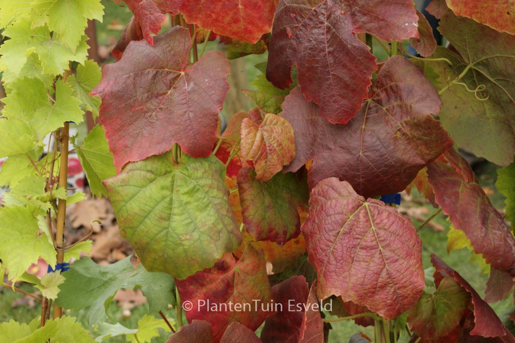 Vitis ‘Glenora’