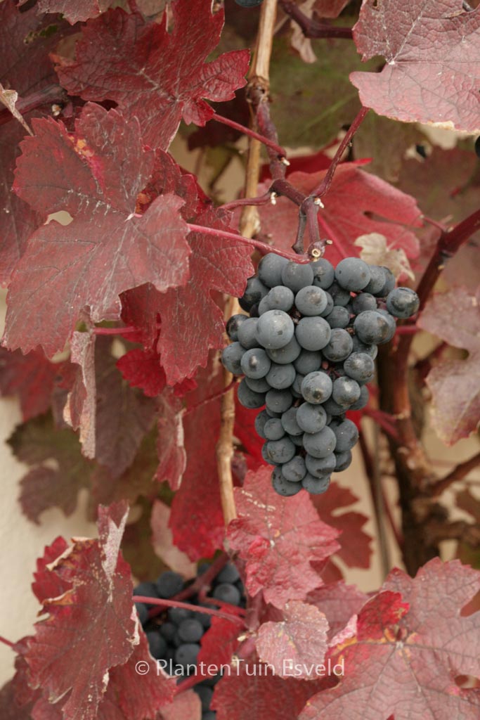 Vitis vinifera ‘Purpurea’