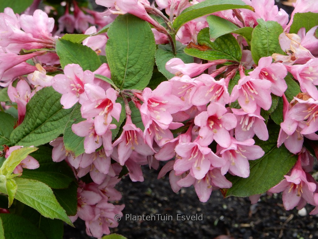 Weigela ‘Avant Garde’