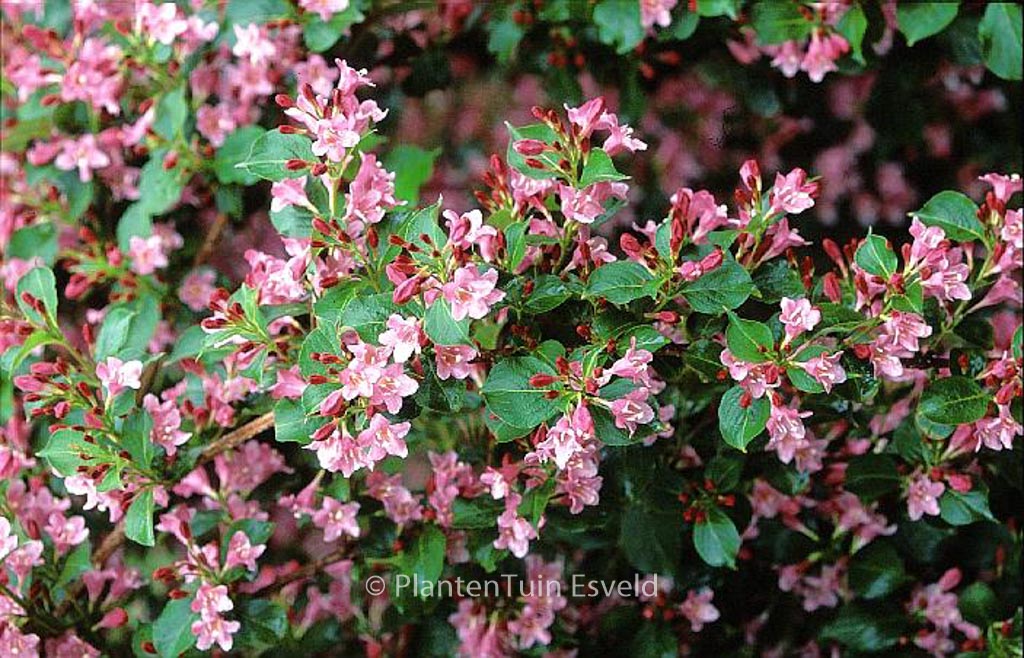 Weigela ‘Bouquet Rose’