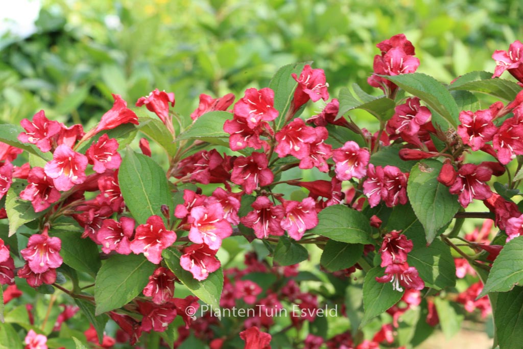 Weigela ‘Bristol Ruby’
