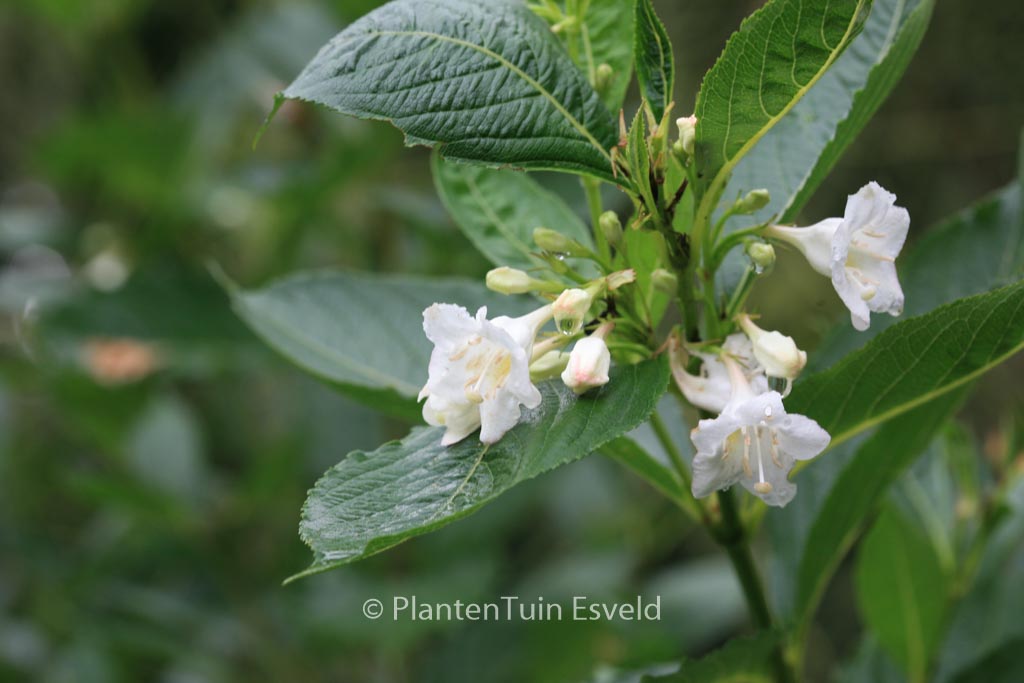 Weigela ‘Bristol Snowflake’