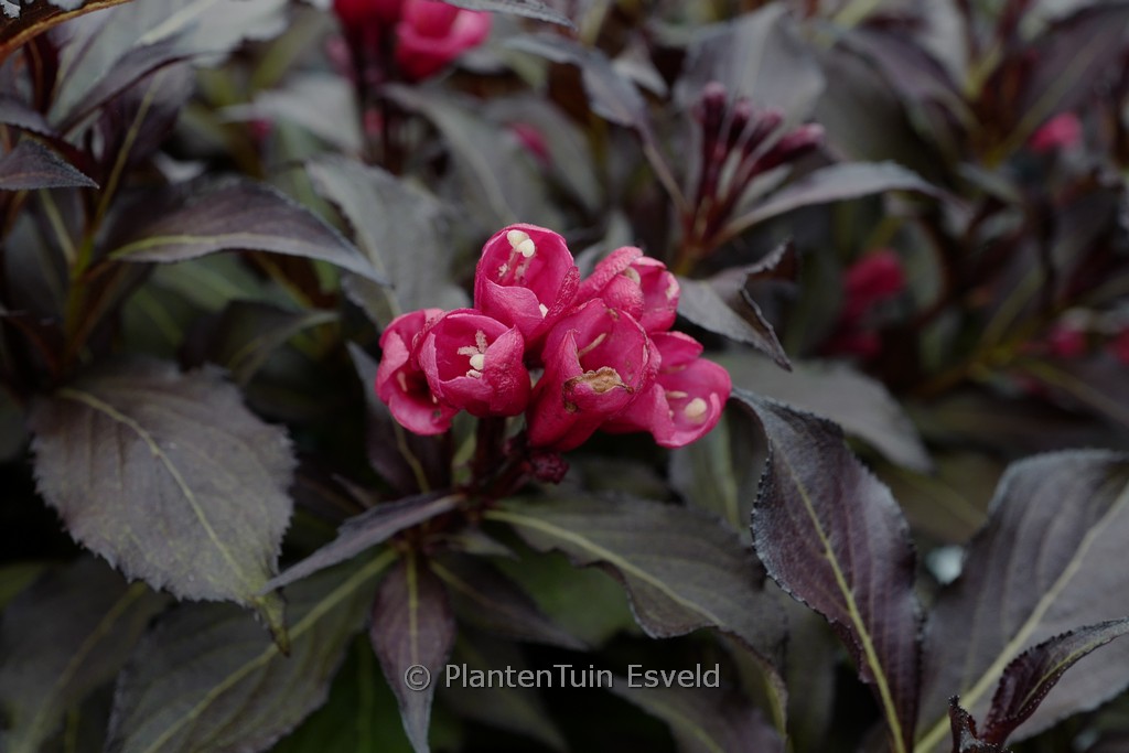 Weigela ‘Electric Love’