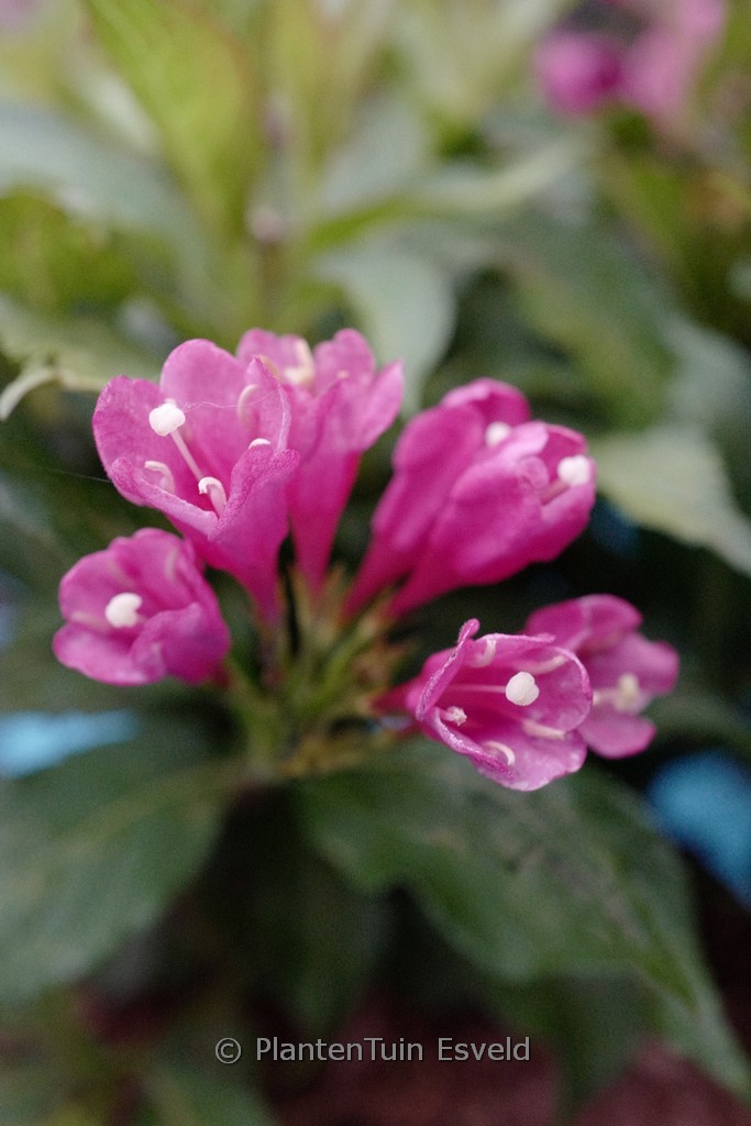 Weigela ‘JS4’ (BIG LOVE)