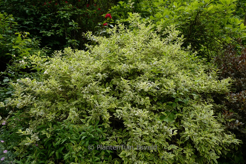 Weigela ‘Nana Variegata’