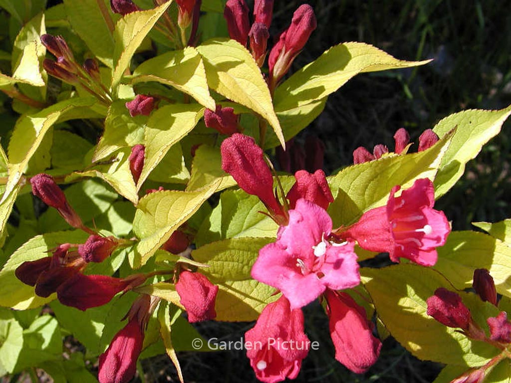 Weigela ‘Newzako’ (JEAN’S GOLD)