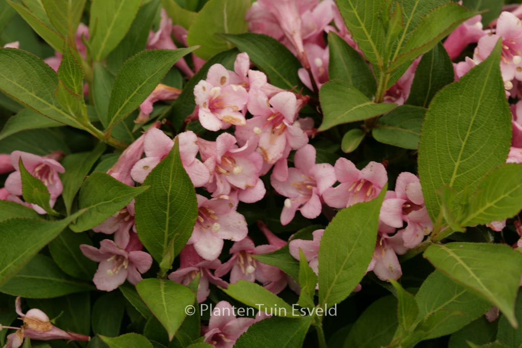 Weigela ‘Piccolo’