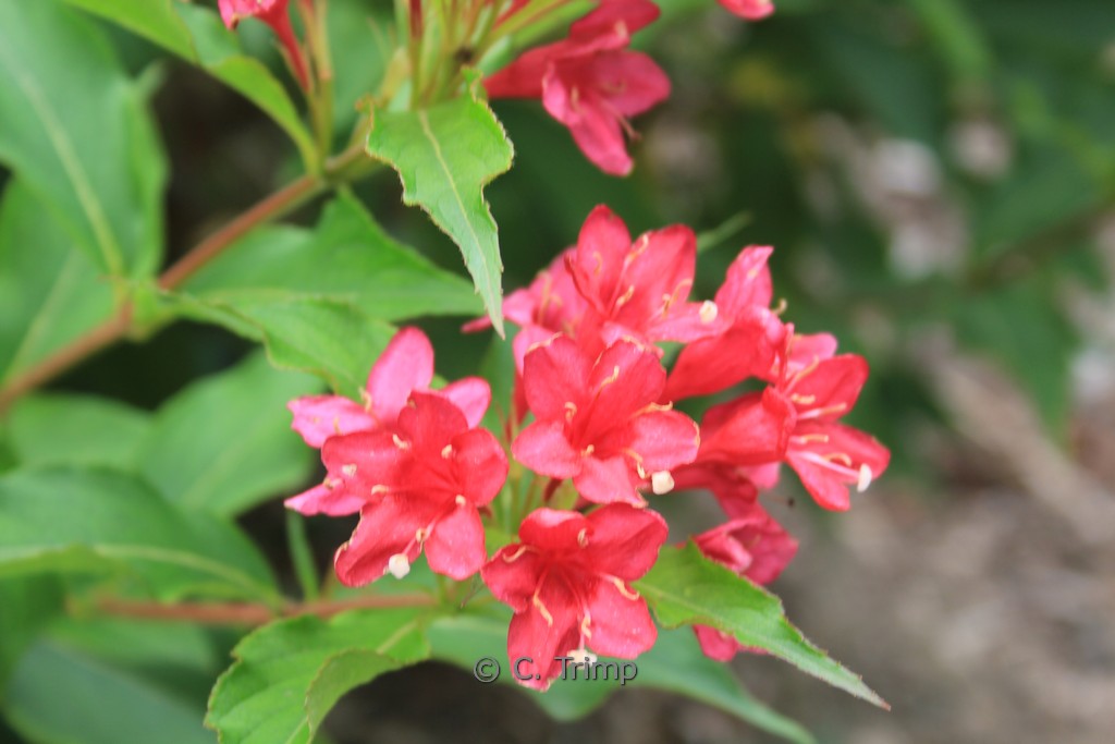 Weigela ‘Red Prince’