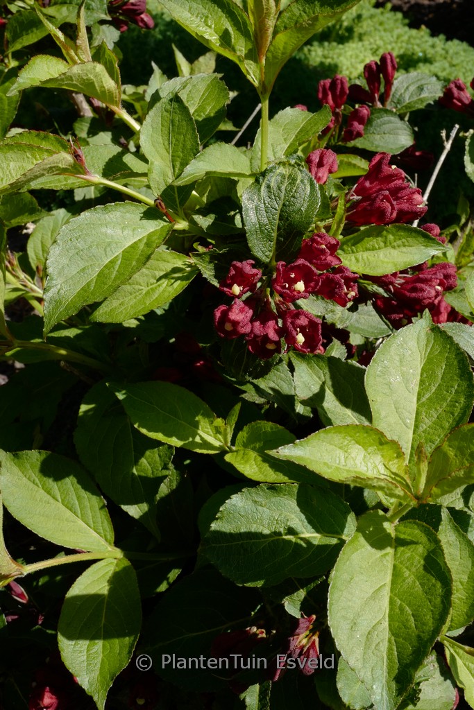 Weigela ‘Slingco 2’ (CHERRY LOVE)