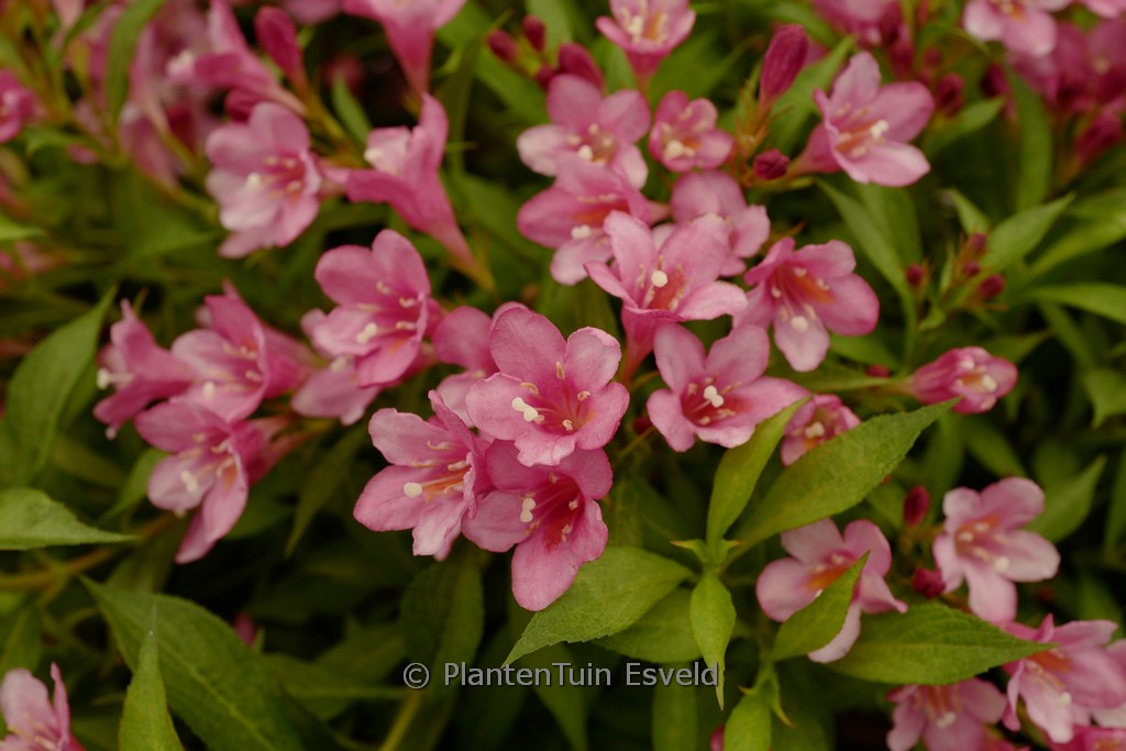 Weigela ‘TVP3’ (PICOBELLA ROSSO)