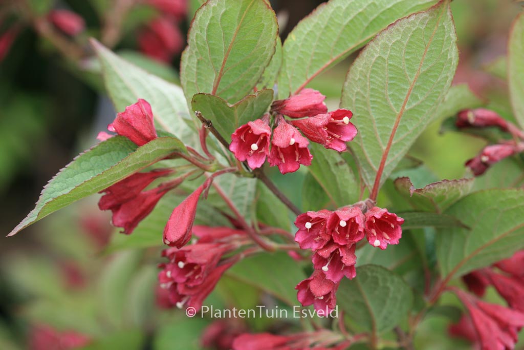 Weigela floribunda