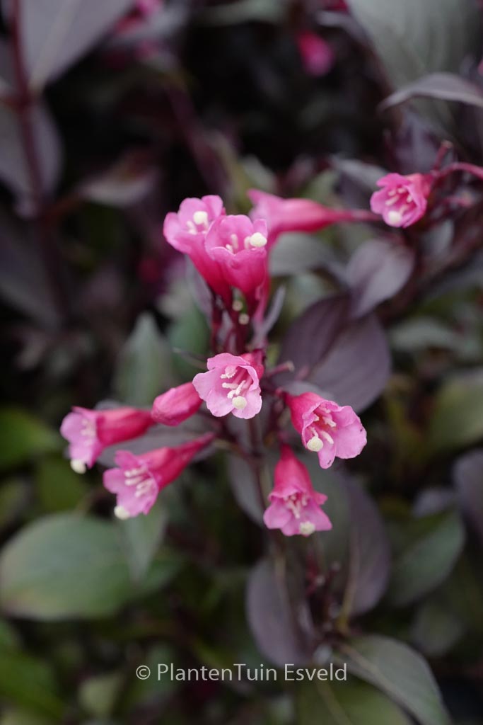 Weigela florida ‘Alexandra’ (WINE AND ROSES)