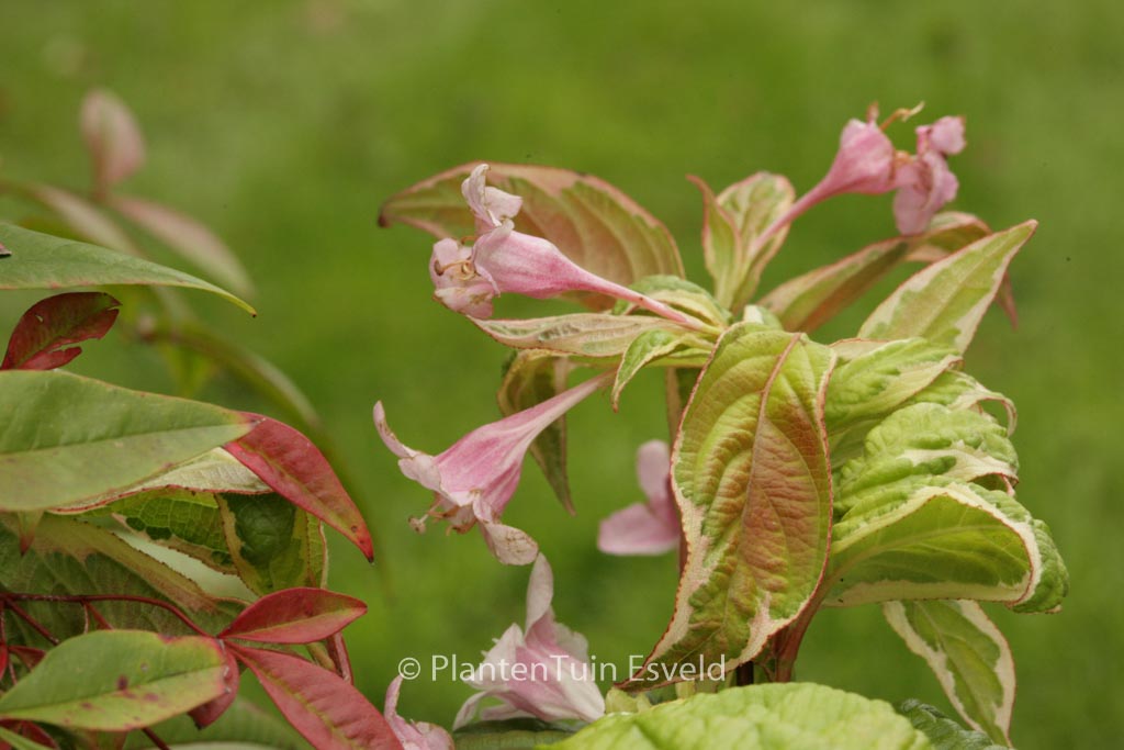 Weigela florida ‘Caricature’