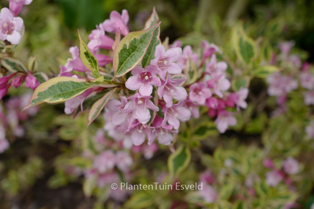 Weigela florida ‘Kolmagira’ (MAGICAL RAINBOW)