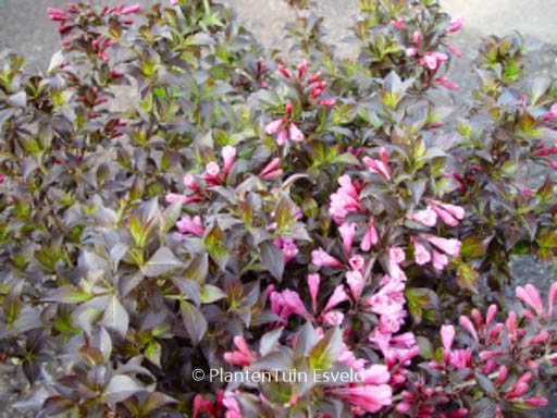 Weigela florida ‘Nana Purpurea’