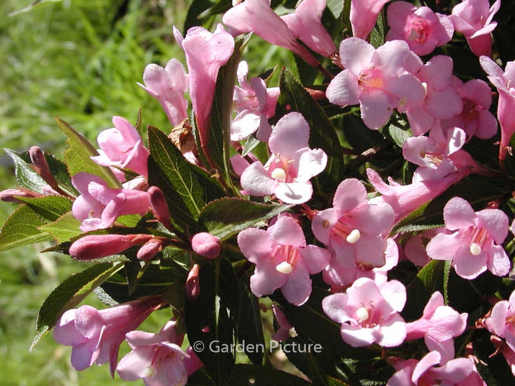 Weigela florida ‘Plangen’ (PINK POPPET)