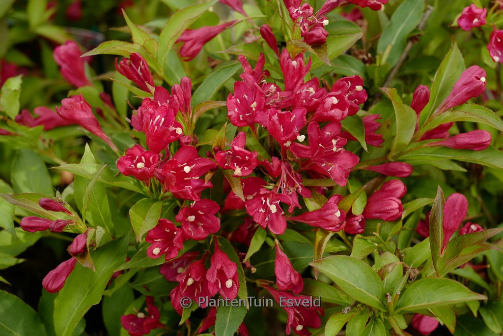 Weigela florida ‘Slingco 1’ (All Summer Red)