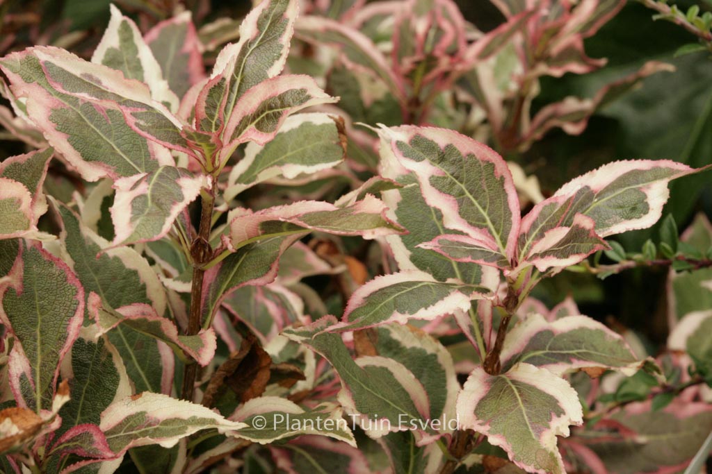 Weigela florida ‘Verweig 8’ (ALL SUMMER MONET