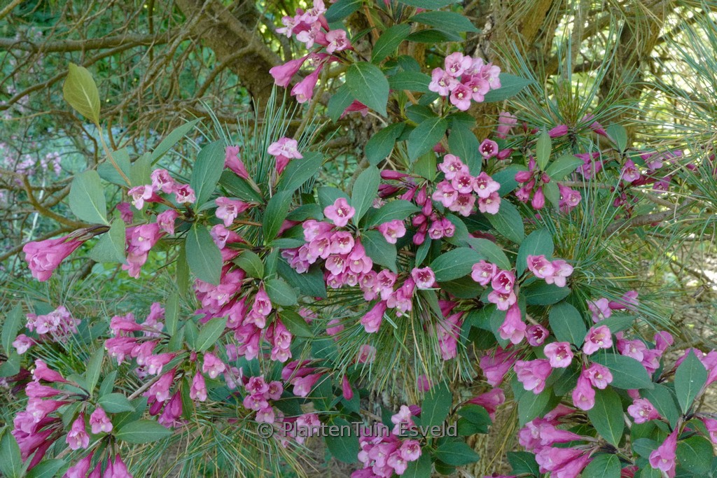 Weigela florida ‘Victoria’