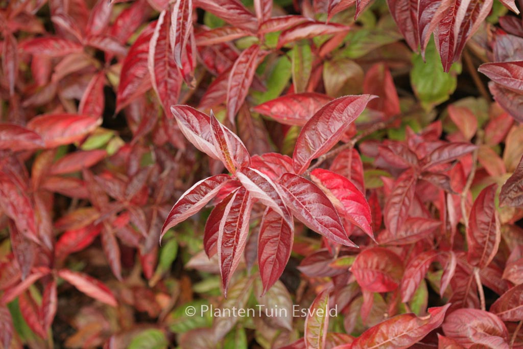 Weigela florida ‘Wings of Fire’