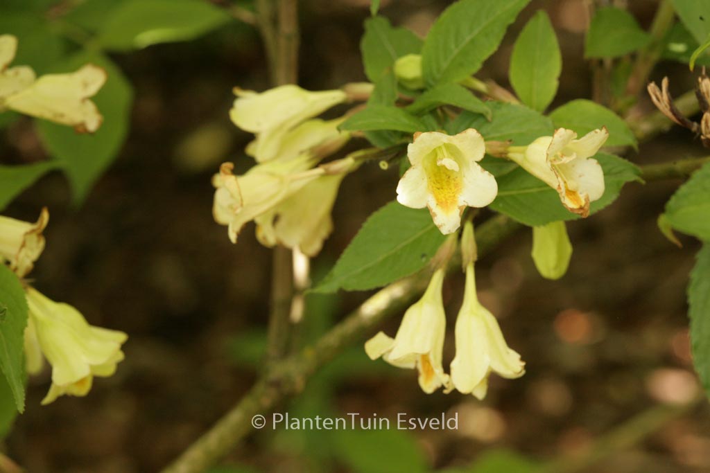 Weigela maximowiczii