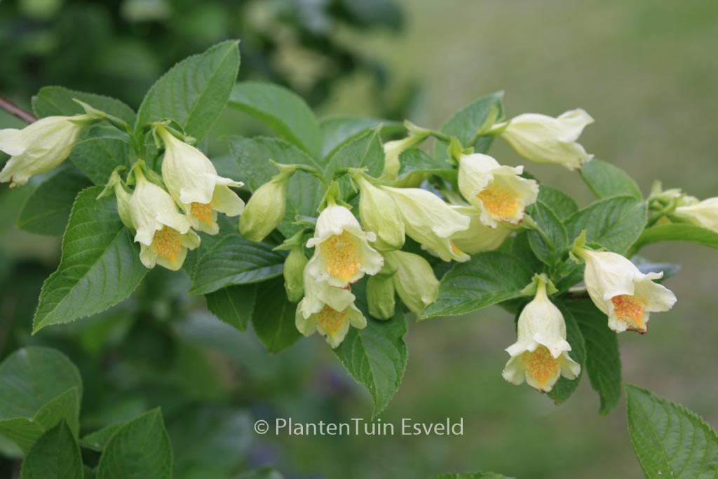 Weigela middendorffiana