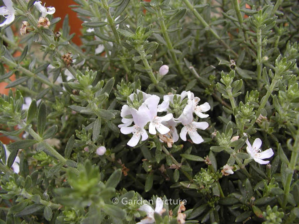 Westringia fruticosa