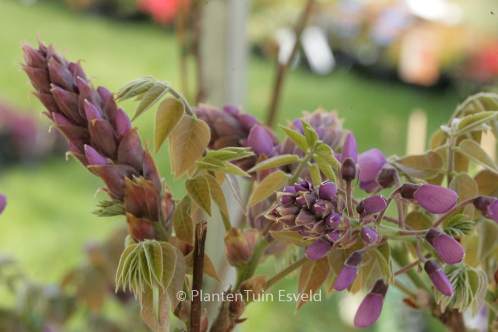 Wisteria brachybotrys ‘Okayama’