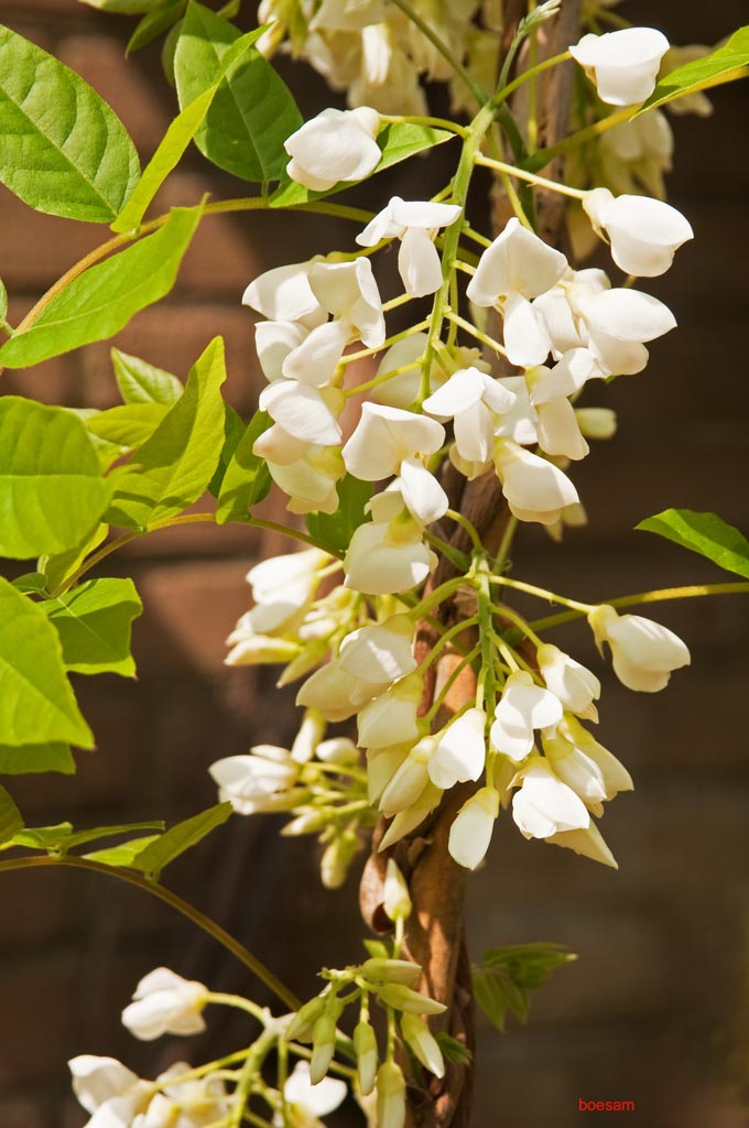 Wisteria brachybotrys ‘Shiro-kapitan’