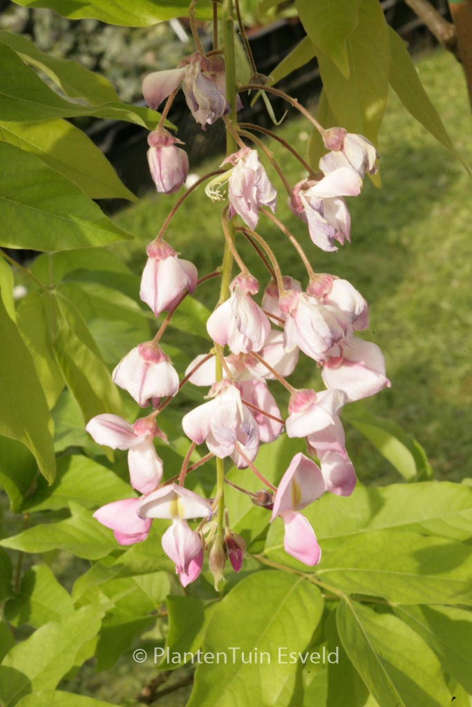 Wisteria brachybotrys ‘Showa-beni’