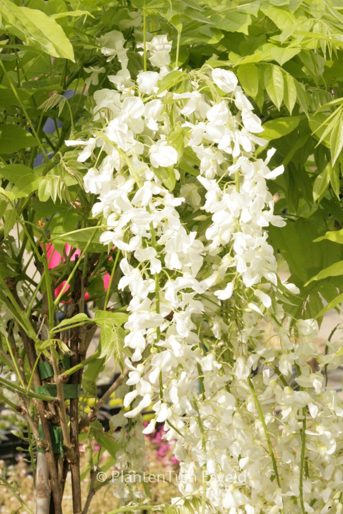 Wisteria floribunda ‘Alba’