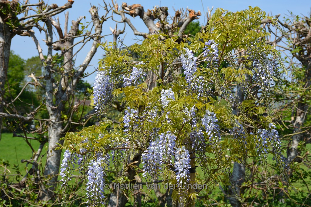 Wisteria floribunda ‘Blue Dream’