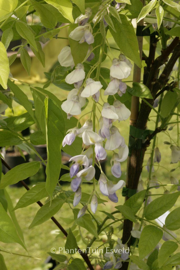 Wisteria floribunda ‘Eranthema’