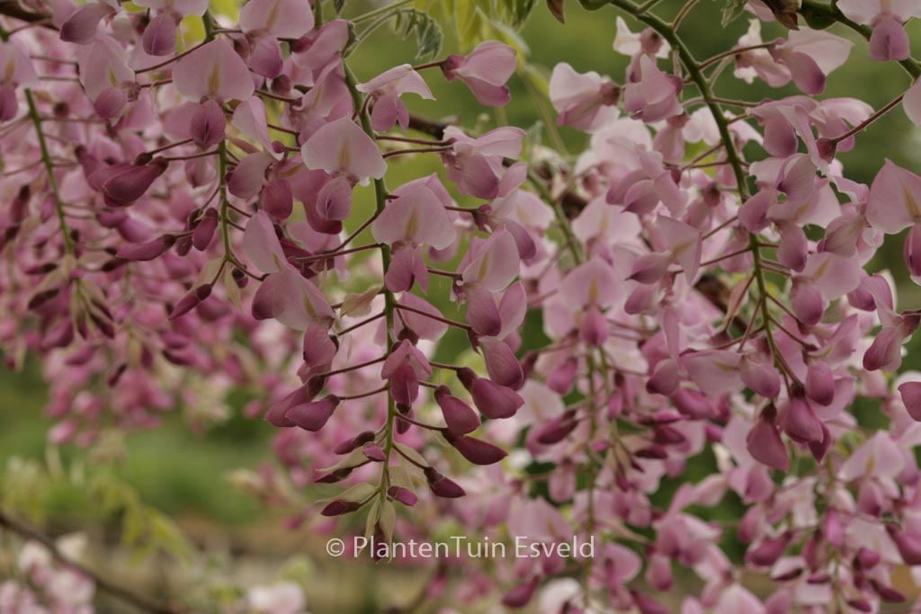 Wisteria floribunda ‘Honbeni’