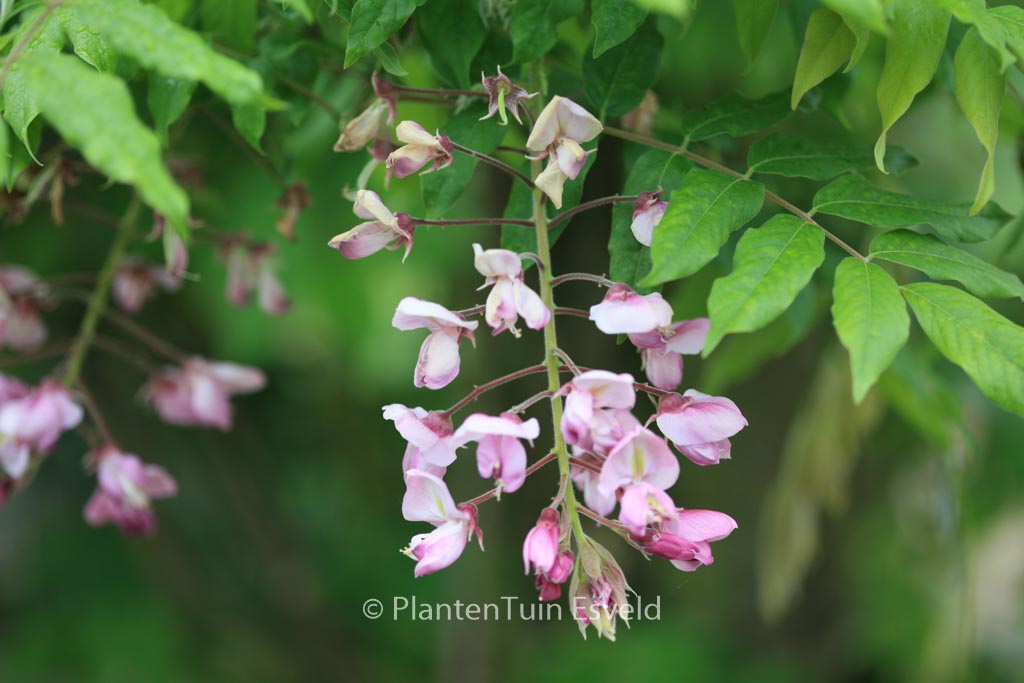 Wisteria floribunda ‘Kuchi-beni’