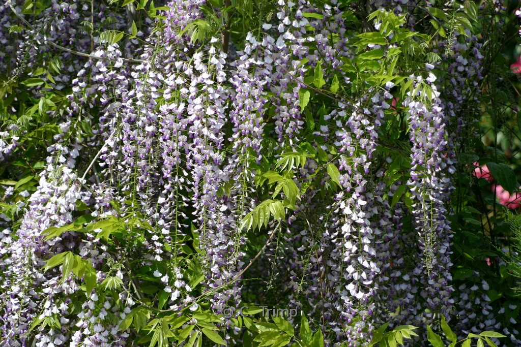 Wisteria floribunda ‘Kyushaku’